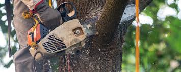 Best Tree Maintenance Programs  in Pecan Grove, TX