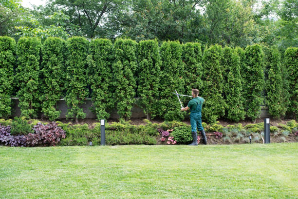 Best Lawn Watering Services  in Pecan Grove, TX