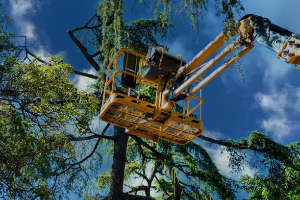 Best Commercial Tree Services  in Pecan Grove, TX