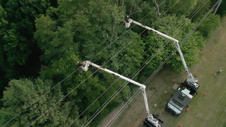 How Our Tree Care Process Works  in  Pecan Grove, TX