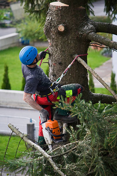 Best Root Management and Removal  in Pecan Grove, TX